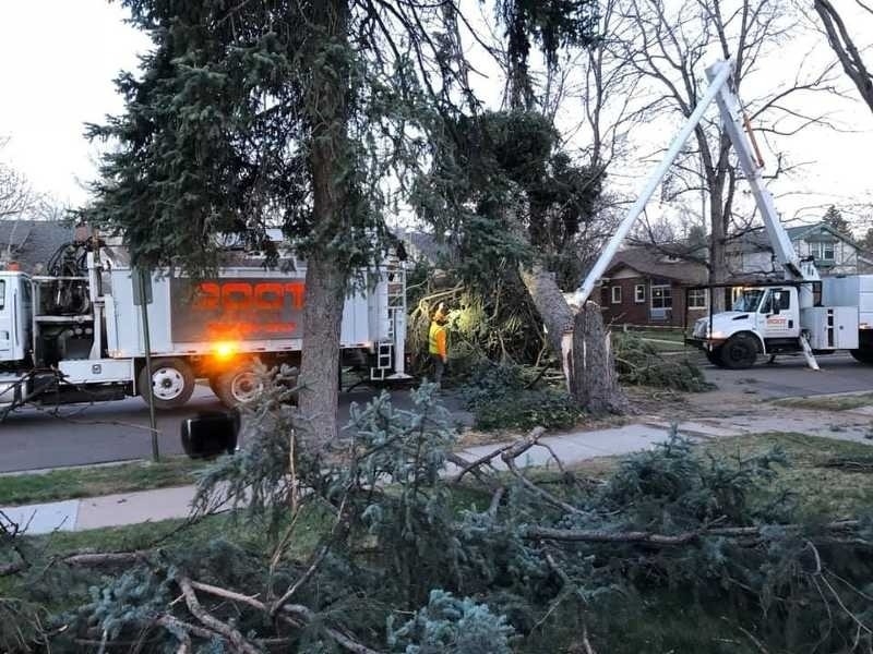 Plant and Tree Services in Lakewood Colorado