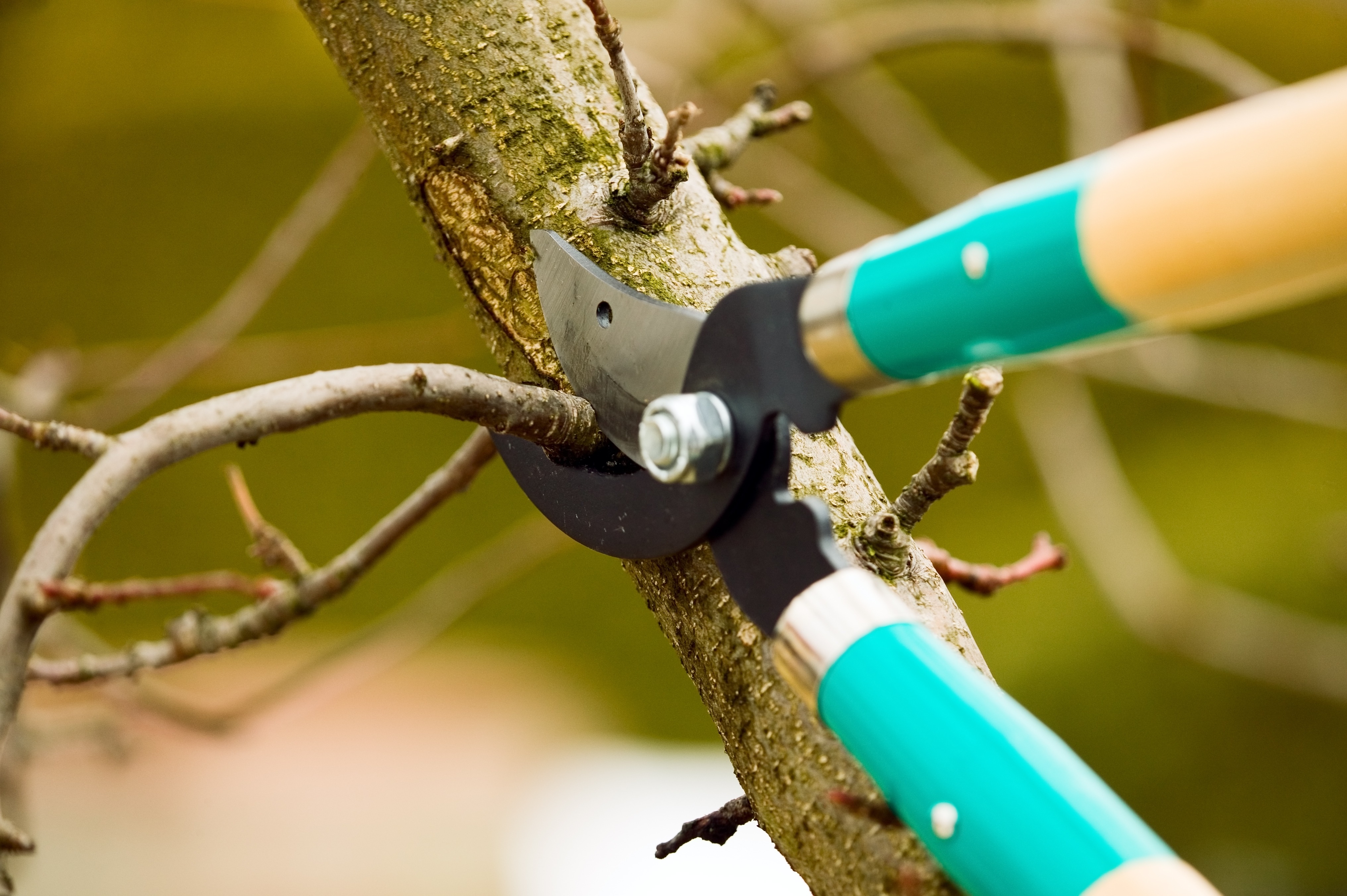 
    The Advantages of Different Types of Tree Pruning