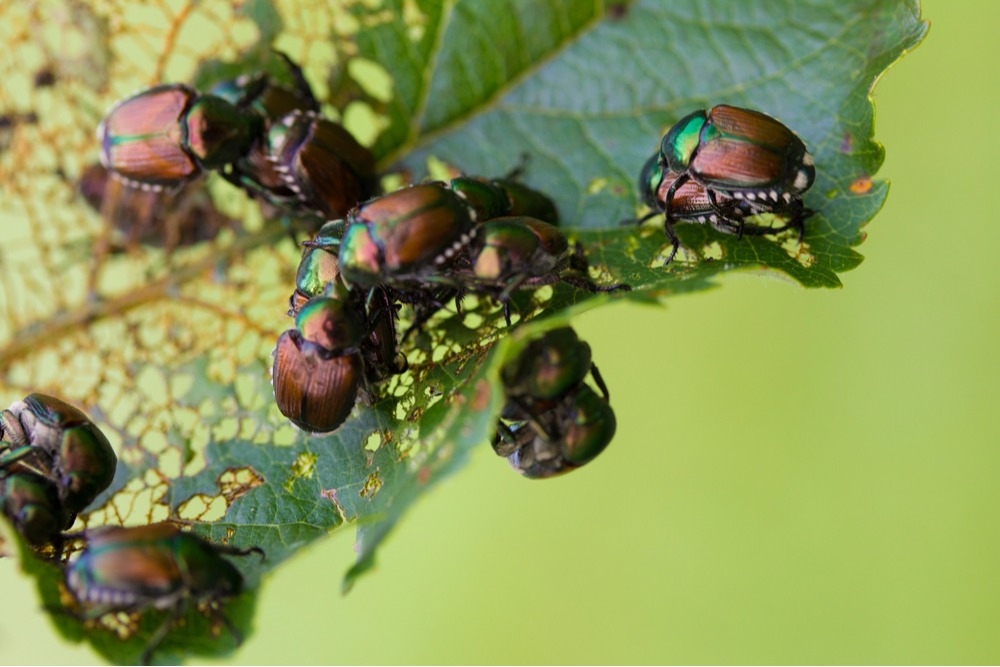 Japanese Beetle Help in Denver CO