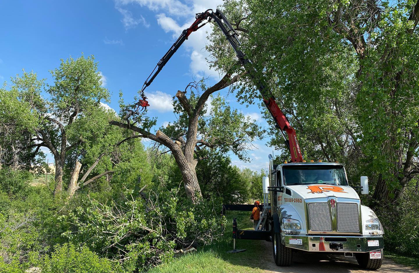 True Guardian Tree Services Tree Trimming