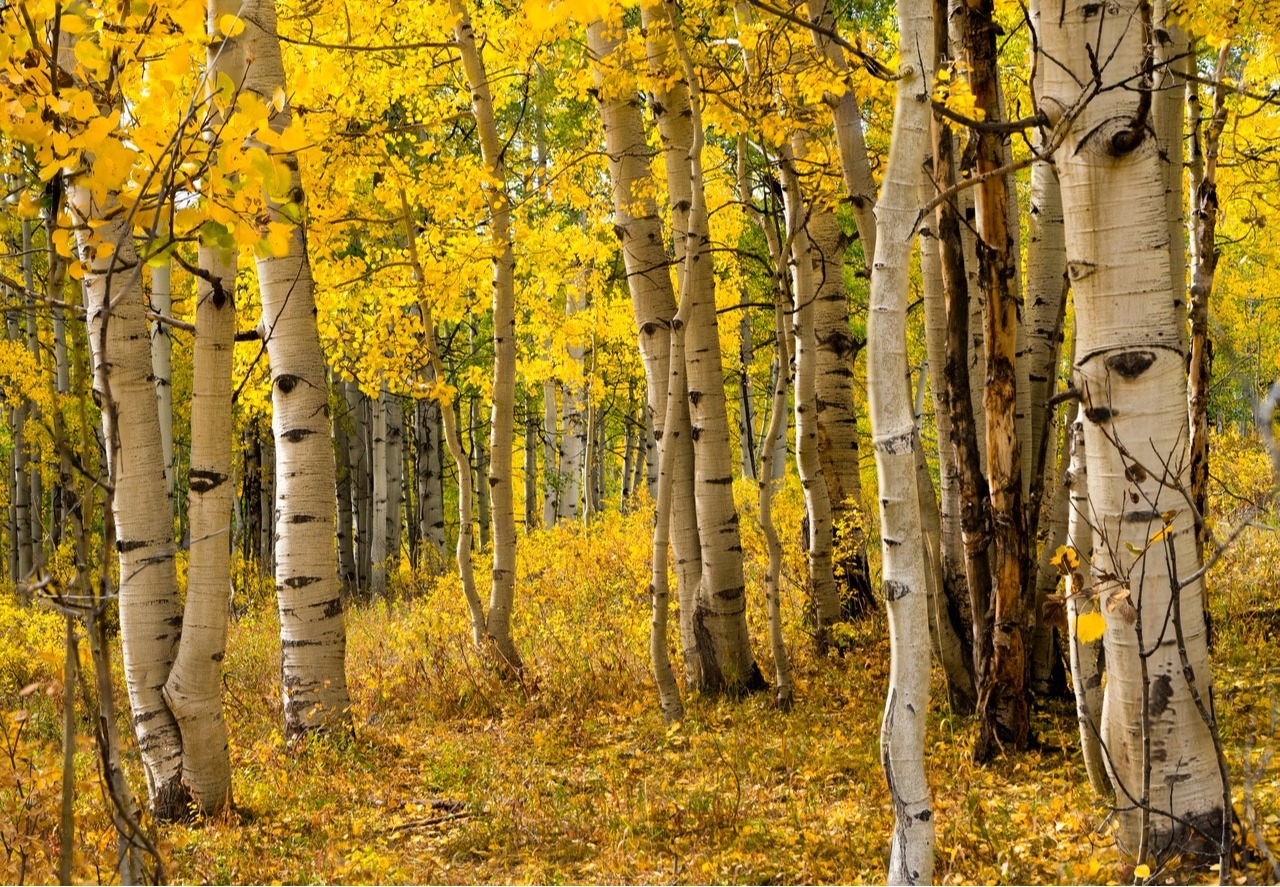 
    Denver Tree Service Offers Advice on Keeping Front Range Aspens Happy and Healthy