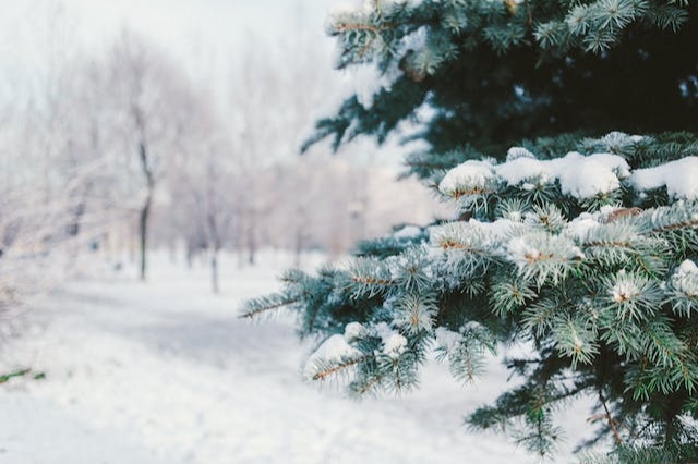 
Common Fall and Winter Tree Care Myths Debunked